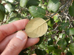 Quercus alnifolia