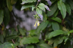 Cestrum anagyris