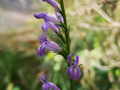 Lobelia urens