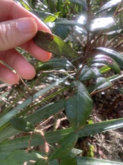Persea borbonia