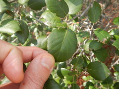 Quercus alnifolia