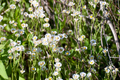 Erigeron vernus