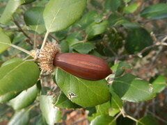 Quercus alnifolia