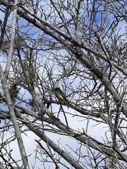 Myiarchus magnirostris