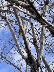 Myiarchus magnirostris