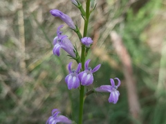 Lobelia urens
