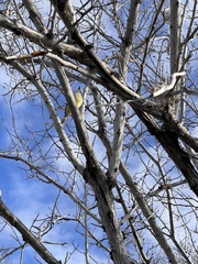 Myiarchus magnirostris