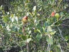 Quercus coccifera