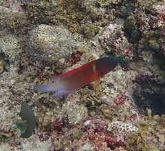 Labracinus cyclophthalmus