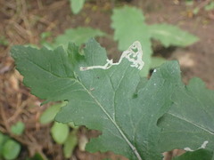 Stigmella ogygia