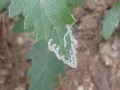 Stigmella ogygia