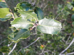 Quercus coccifera