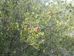 Quercus coccifera