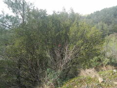 Quercus coccifera