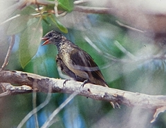 Indicator variegatus