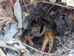 Lacunicambarus diogenes