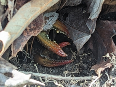 Lacunicambarus diogenes