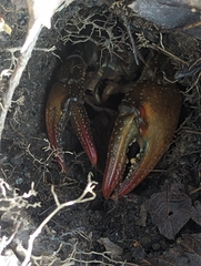 Lacunicambarus diogenes