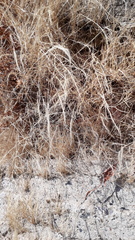 Elymus riparius