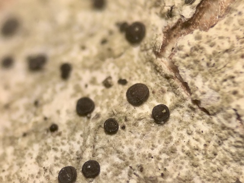 Dark Red Disc Lichen