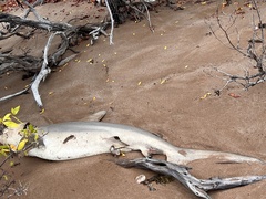 Carcharhinus limbatus