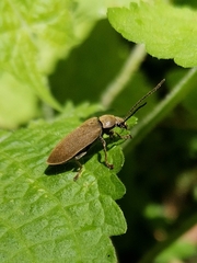 Dascillus cervinus