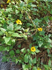 Helianthus debilis