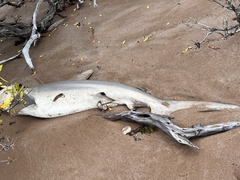 Carcharhinus limbatus