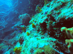 Siphonodictyon coralliphagum