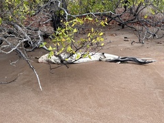 Carcharhinus limbatus