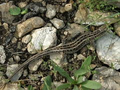 Lacerta agilis exigua