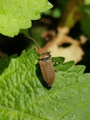 Dascillus cervinus