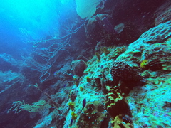 Siphonodictyon coralliphagum