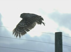 Bubo