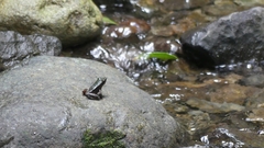 Lithobates warszewitschii