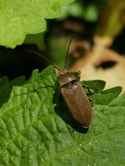 Dascillus cervinus