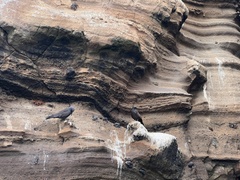 Anous stolidus galapagensis