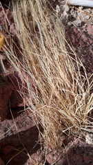 Elymus riparius
