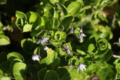 Solanum africanum