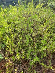 Forestiera segregata