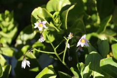 Solanum africanum