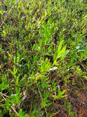 Forestiera segregata