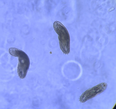 Urostylida