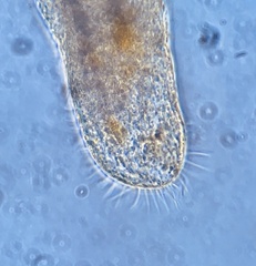 Urostylida
