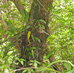 Epidendrum paucifolium