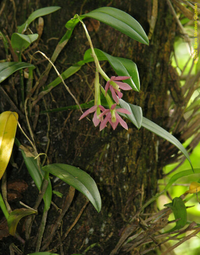 Epidendrum pallens Hágsater 2