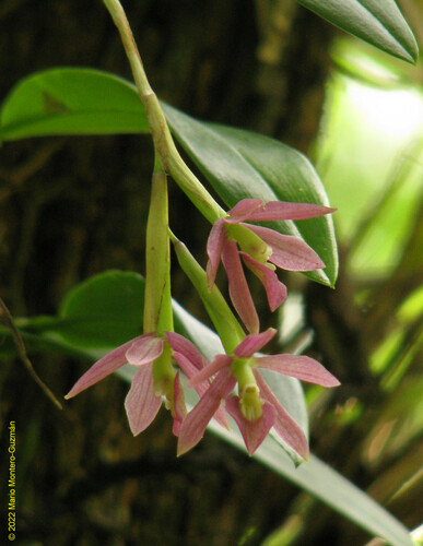 Epidendrum pallens Hágsater