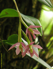 Epidendrum paucifolium