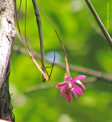 Epidendrum paucifolium