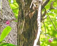 Epidendrum paucifolium